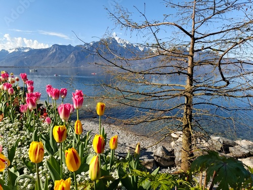 Stunning spring scenery in Montreux, Switzerland. Beautiful blooming flowers and tulips along the Lake Geneva (Lac Léman) promenade with the Swiss Alps in the background. High-quality travel 