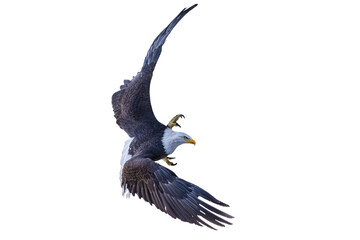 Bald eagle (Haliaeetus leucocephalus) Photo, Maneuvering in Flight, Over a Transparent, Isolated PNG Background