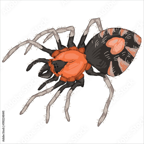 Illustration of  Trinidad Dwarf Tiger Tarantula. Cyriocosmus elegans. Colorful, hand-drawn, vector illustration. Picturesque. Unique detailed stylization. Print on sketchbooks, stickers, postcards