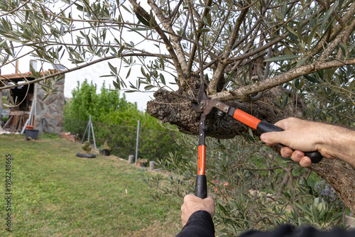 Bild auf Leinwand Man using heavy duty lopping shears to prune a thick branch of an olive tree in