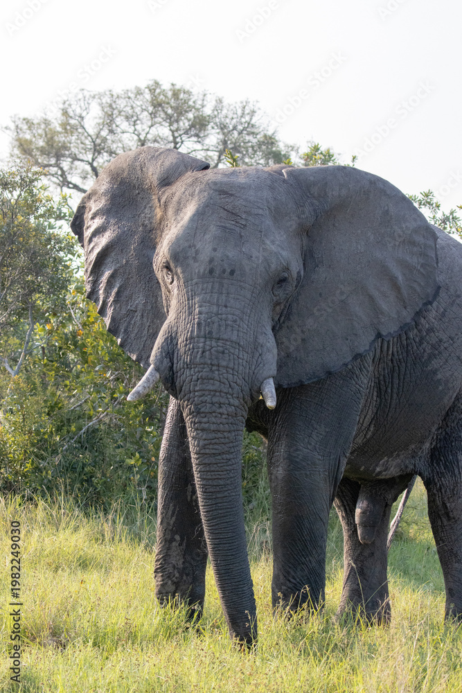 Fototapeta premium elephant looking at you