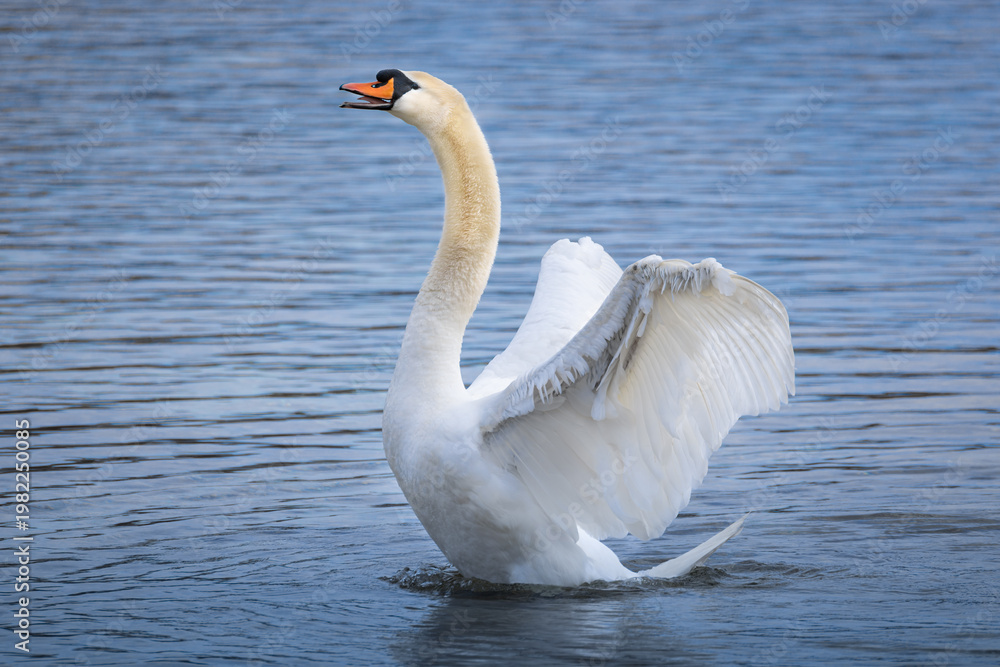 Fototapeta premium An elegant white swan swims in the water and spreads its wings, while its black head and orange beak stand out; its beak is open