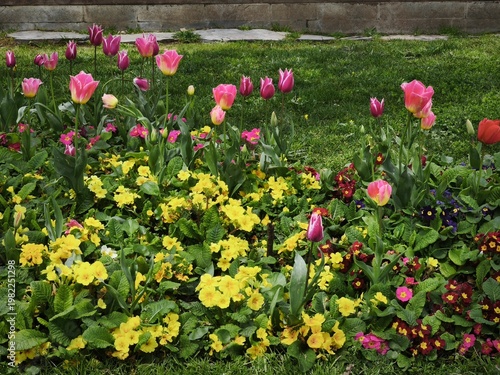 Фотография Colorful spring garden with pink tulips and yellow primrose flowers, beautiful f