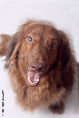 Portrait of a long-haired dachshund on a white background