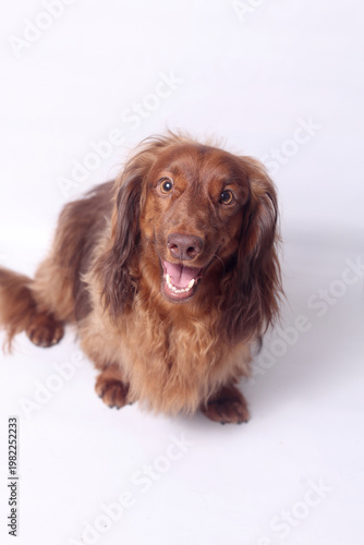 Portrait of a long-haired dachshund on a white background