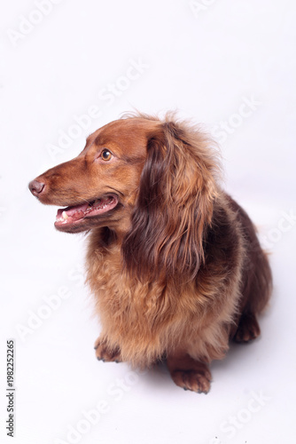 Portrait of a long-haired dachshund on a white background 