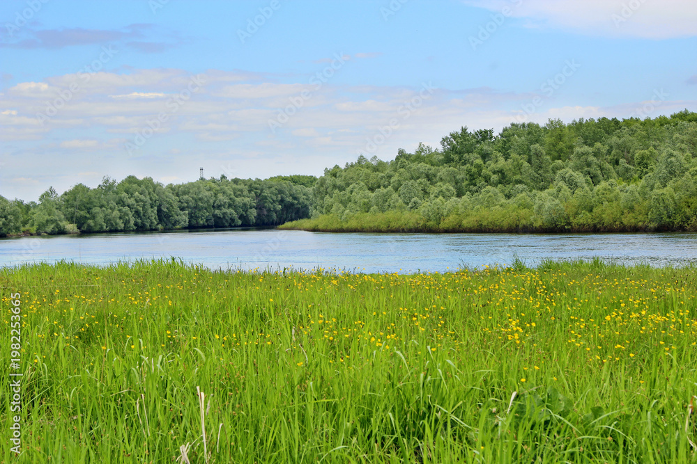 Obraz premium Spring landscape with blooming buttercups by the river. River valley with field