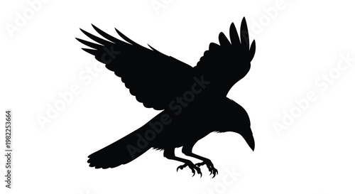 A striking black raven in mid flight a dramatic silhouette