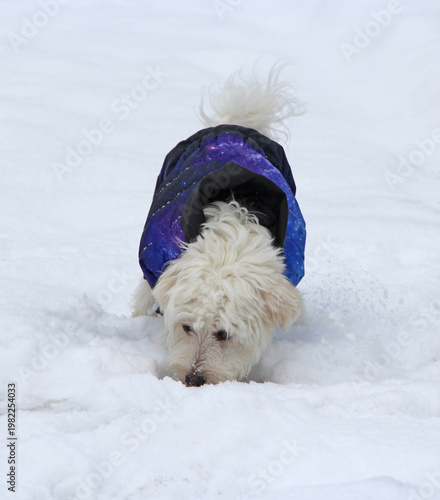 Cute Maltipoo dog playing outdoors in winter. Maltipoo dog sitting on the snow