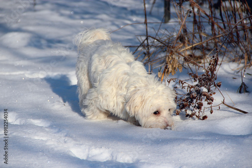 Cute Maltipoo dog playing outdoors in winter. Maltipoo dog sitting on the snow