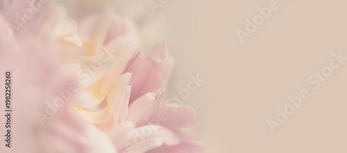 Fotografi Close-up selective soft focus cream pink Flower bud, Petals