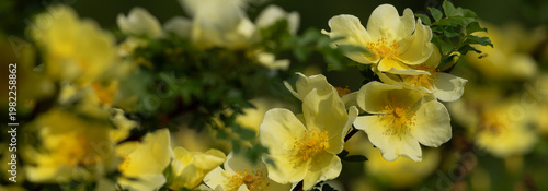 A large bush of bright yellow dog roses with petals in a spring garden. The b...
