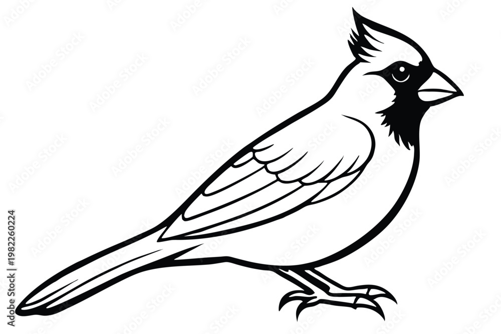 Obraz premium cardinal silhouette line art vector illustration with a white background