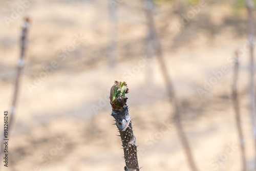 畑で芽吹いたばかりのタラノメ