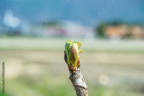 タラの芽の芽吹き