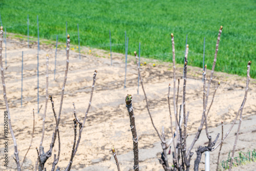 畑で芽吹いたばかりのタラノメ