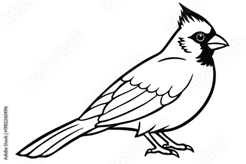 cardinal silhouette line art vector illustration with a white background