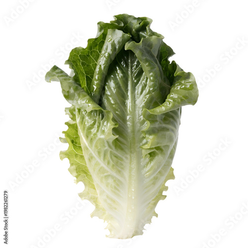 Fresh Green Romaine Lettuce Leaf Isolated on White Background