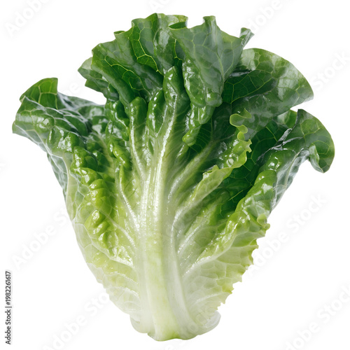 Fresh Green Romaine Lettuce Leaf Isolated on White Background