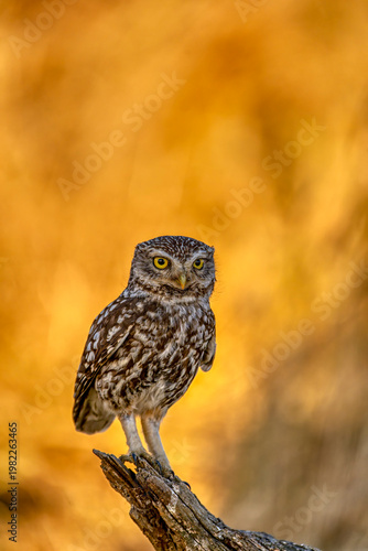 A little owl perched on a tree trunk.