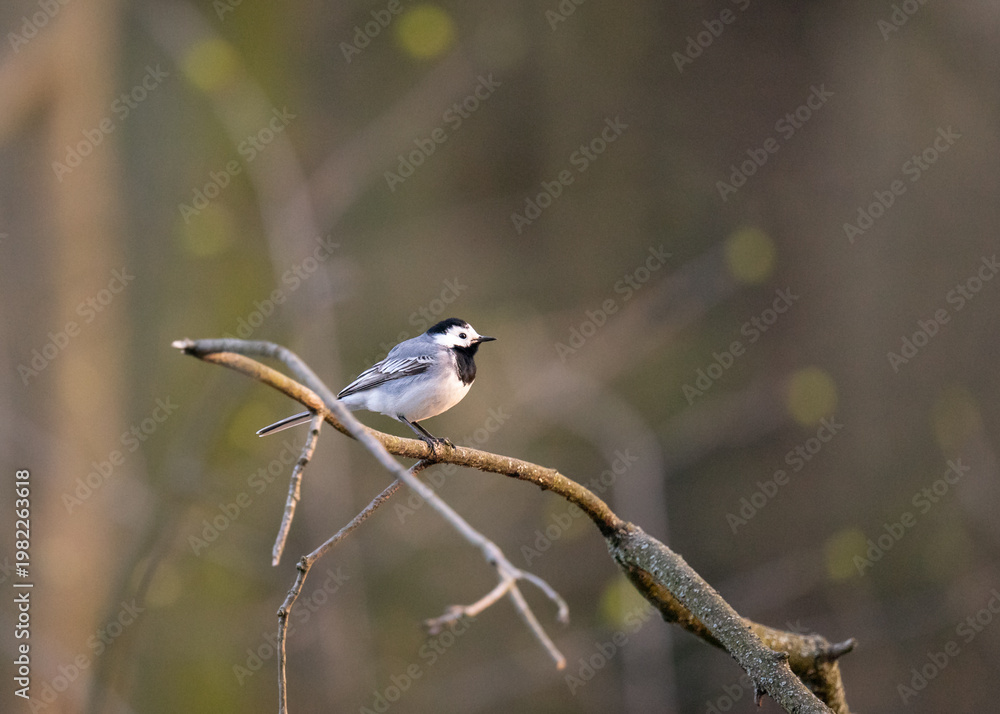 Obraz premium Pliszka siwa (Motacilla alba) siedząca nad wodą, ptak w naturalnym środowisku