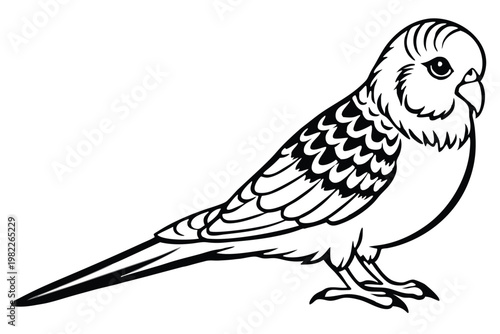 budgerigar bird silhouette line art vector illustration with a white background