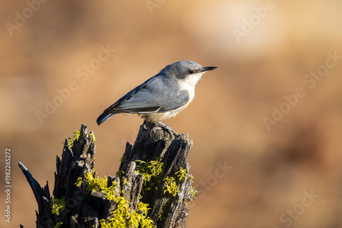 Pygmy Nuthatch (Sitta pygmaea) perched on a lichen covered log. Central Oregon.