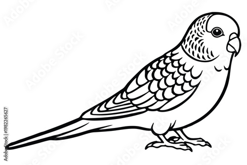 budgerigar bird silhouette line art vector illustration with a white background