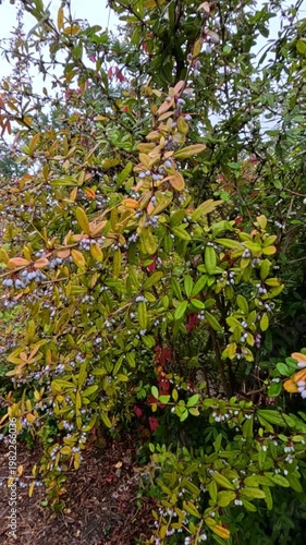 Berries of Berberis vulgaris (common barberry) on a shrub in autumn