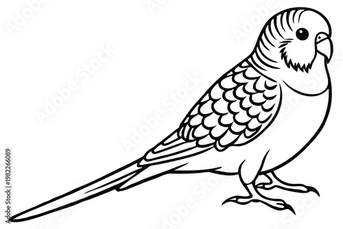 budgerigar bird silhouette line art vector illustration with a white background