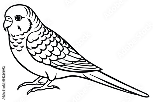 budgerigar bird silhouette line art vector illustration with a white background