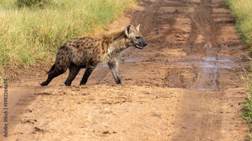 Fototapeta premium hyena crossing a road