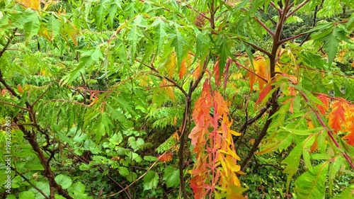 Red autumn leaves of staghorn sumac (Rhus typhina)