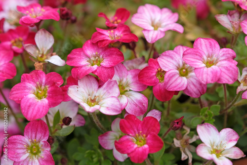 Pink Saxifraga x arendsii, commonly known as mossy saxifrage, in flower.