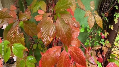 Purple berries of wild grape (Vitis vinifera) with red leaves in autumn