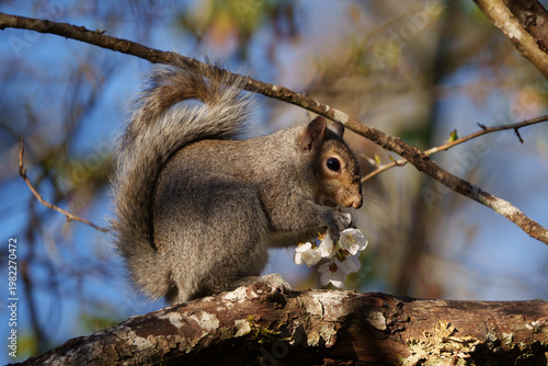 Invasive Eastern Gray Squirrel (Sciurus carolinens) eating Cherry blossom in Western Oregon.
