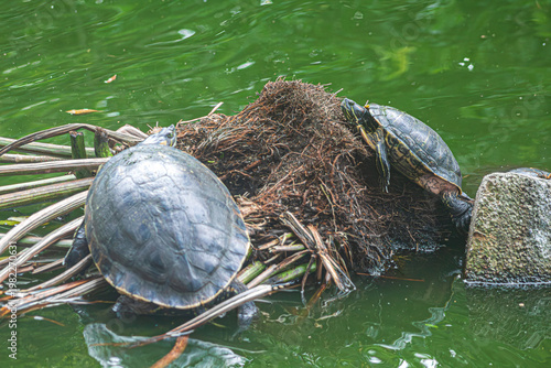 Las tortugas están tomando el sol en la laguna