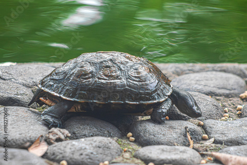 La tortuga está buscando comida