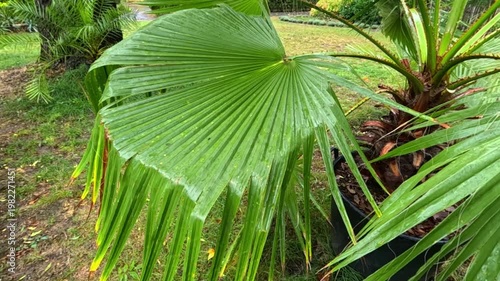 Wet palm leaves after rainfall, growing in a large container