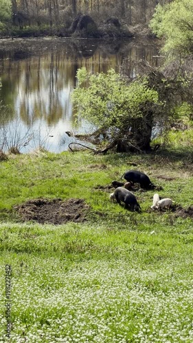 Group of pigs and piglets feeding on grass near a river in rural landscape. Scene reflects farm life, natural environment, and sustainable agriculture concept