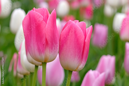 Pink tulipa, tulip ‘Dynasty’, in flower.