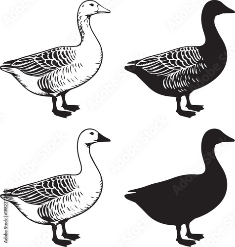 Illustration of geese with varying shades of plumage patterns