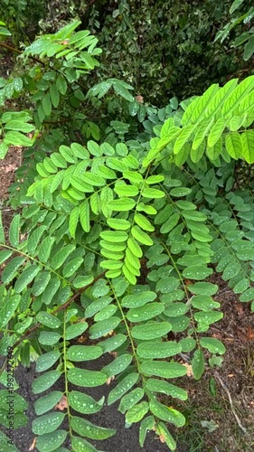 Pinnate leaves of Black Locust (Robinia pseudoacacia) after rainfall with water droplets