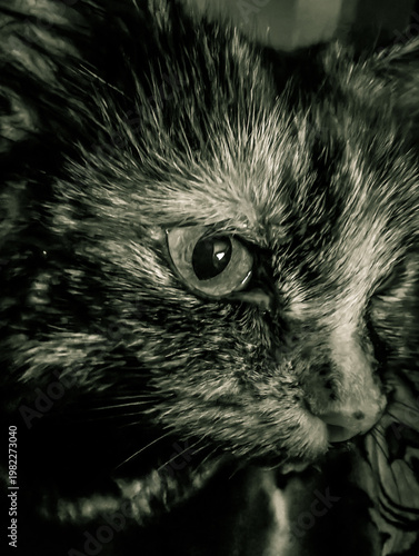 Close up of cat face
