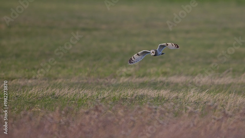 Sumpfohreule im Suchflug über Wiese im burgenländischen Seewinkel