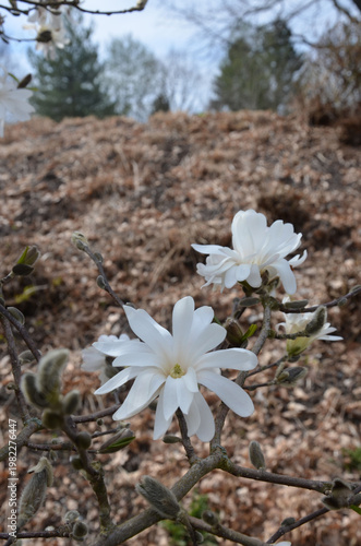 Sternmagnolie blüht weiß im Park - Magnolia stellata