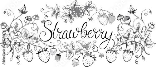 Strawberry fruit illustration with leaves and flowers  strawberries and foliage in a decorative arrangement  berry vine drawing