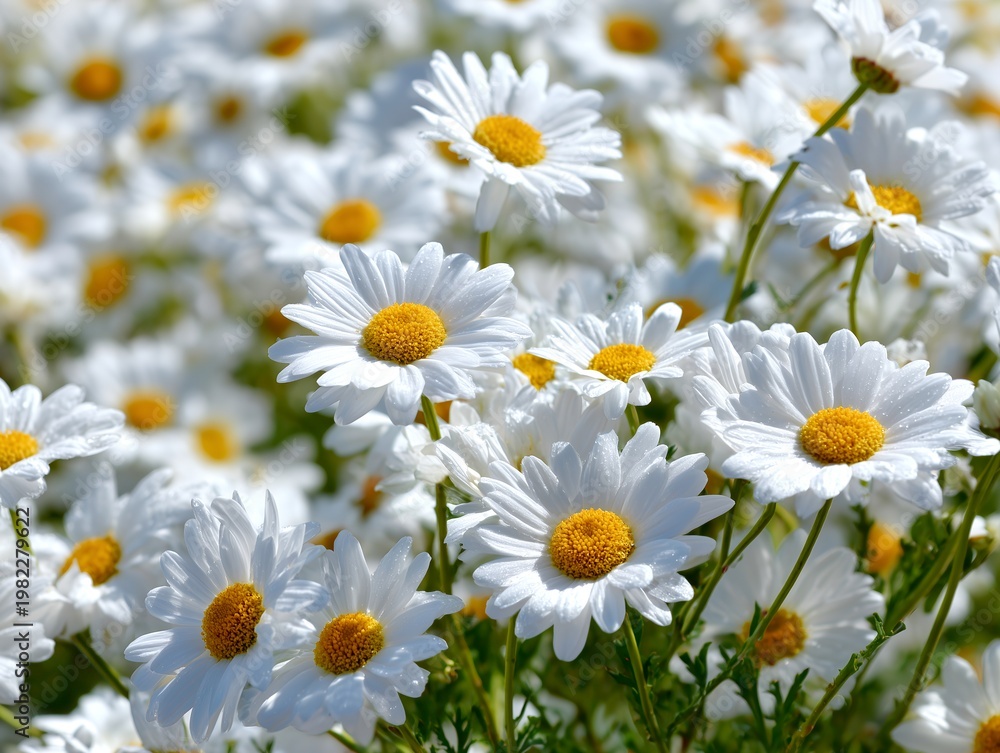 Obraz premium Beautiful field of white daisy flowers blooming in the sun