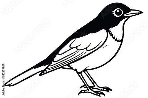 american robin silhouette line art vector illustration with a white background