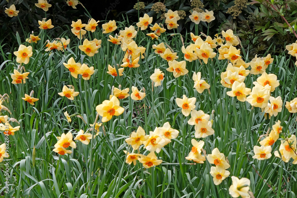 Fototapeta premium Pale yellow and orange Narcissus daffodil ‘Altruist’ in flower.
